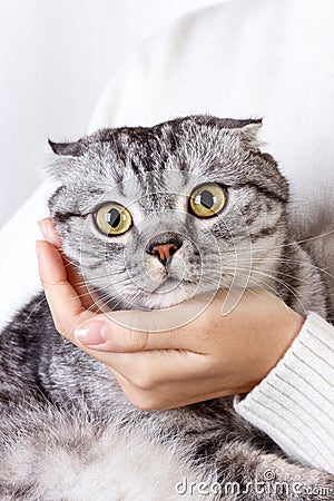 Small cat in hands. Cute cat in woman hands. Scottish kitten Stock Photo