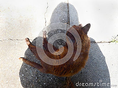 small cat laying in photographer's shadow Stock Photo