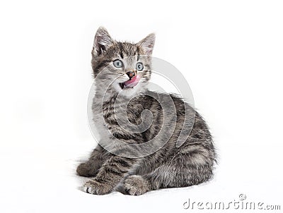 Small cat licking with the tongue Stock Photo