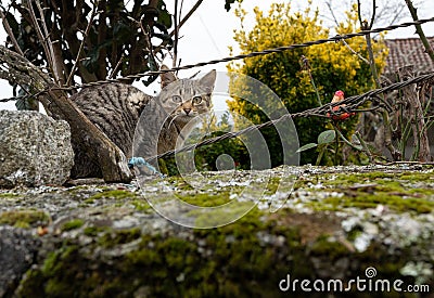 Small cat looking to the camera in a farm house stone wall. Stock Photo