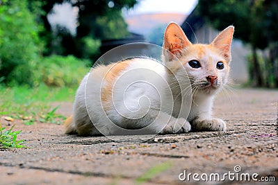 small cat prepares to pounce on prey, fully concentrated to be able to immediately jump and eat its prey, this young cat is still Stock Photo