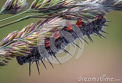Caterpillar with spikes and fur of a butterfly hidden on the back side of wheat, Czech countryside Stock Photo