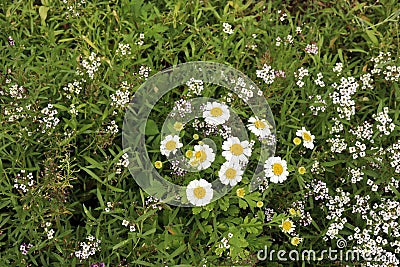 small chamomile blooms against a background of green grass and white alyssum Stock Photo