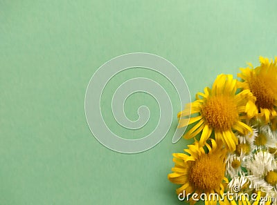 blurry chamomiles and big yellow flowers on emeral paper Stock Photo