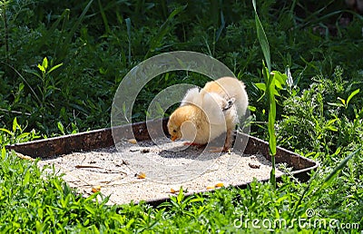 A small chicken eats feed in the village yard, breeding chickens in households. Stock Photo