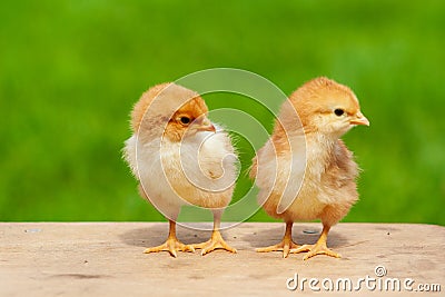 Small chicken friendship. Twin little chicken on green natural background Stock Photo