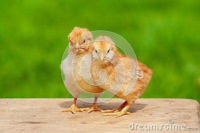 Small chicken friendship. Twin little chicken on green natural background Stock Photo