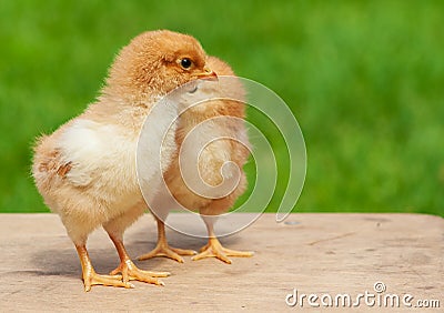 Small chicken friendship. Twin little chicken on green natural background Stock Photo