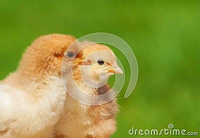 Small chicken friendship. Twin little chicken on green natural background Stock Photo