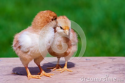 Small chicken friendship. Twin little chicken on green natural background Stock Photo