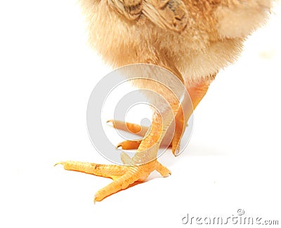Small chicken legs Stock Photo