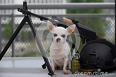 A small chihuahua dog poses near a large machine gun and ammunition for playing airsoft or airsoft. Stock Photo