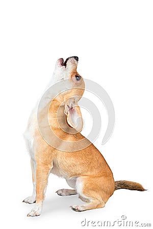 Small chihuahua dog Stock Photo