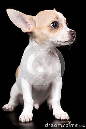 Small chihuahua dog standing isolated on black Stock Photo