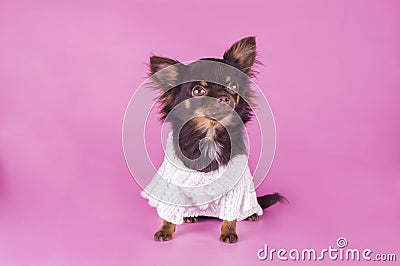 Small chihuahua isolated on pink background Stock Photo