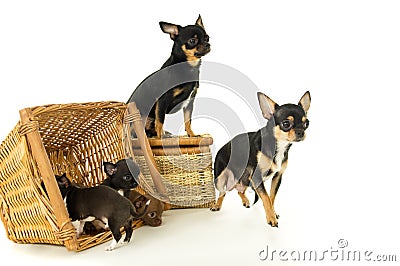 Small chihuahua puppies, mother and father Stock Photo