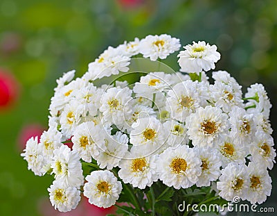 Small Chrysanthemum Stock Photo