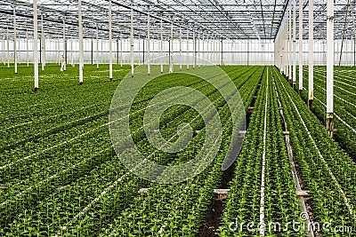 Small chrysanthemum cuttings growing in a large nursery Stock Photo
