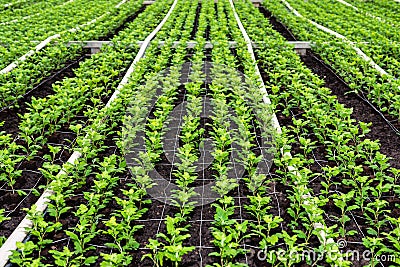 Small chrysanthemum cuttings growing in a nursery Stock Photo