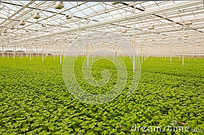 Small Chrysanthemum plants in a greenhouse Stock Photo