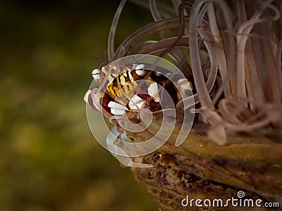 Small clab on the anemone Stock Photo