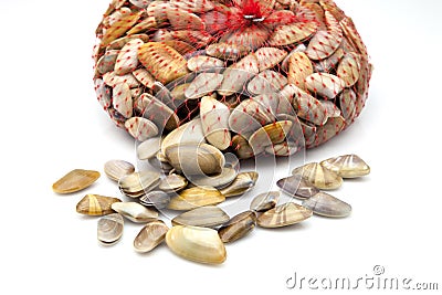 Small clams Stock Photo