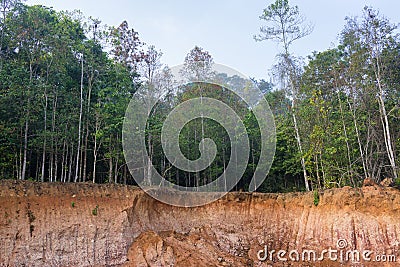 Small cliff in the forest caused by landslide Stock Photo