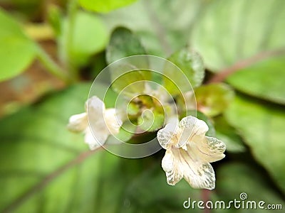 Small closeup wild flowers and green grass for background and texture Stock Photo