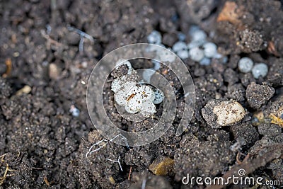 Small cluster of white snail eggs Stock Photo