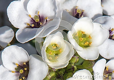 Small cluster of white tiny flowers on a small green shrub Stock Photo