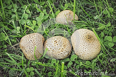 A small colony of inedible puffball mushrooms in late August Stock Photo