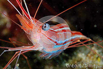 A small colored shrimp in a night dive Stock Photo