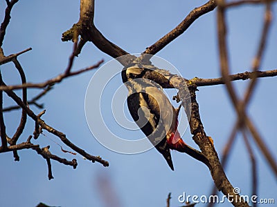 Small colorful bird perched on a gnarled tree branch in a bkue sky Stock Photo