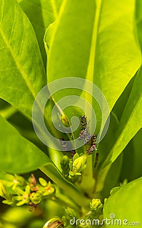 Small colorful cicadas on green leaves of a plant Mexico Stock Photo