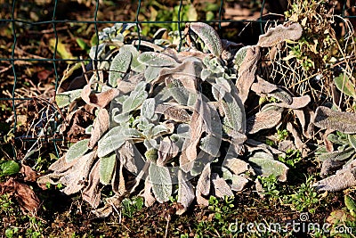 Small colorful Lambs ear or Stachys byzantina ornamental perennial plants growing next to wire fence in home garden Stock Photo