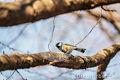 Small, colorful sparrow perched atop a gnarled tree branch, looking skyward Stock Photo