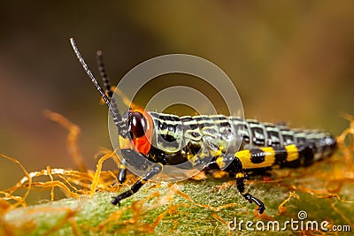 Small coloured grasshopper Stock Photo