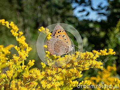The small or common copper (Lycaena phlaeas) with closed wings from the side Stock Photo
