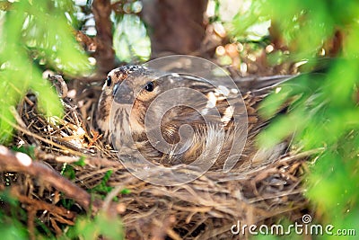 Small Common Linnet bird laying eggs Stock Photo