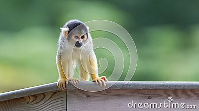 Small common squirrel monkeys (Saimiri sciureus) Stock Photo