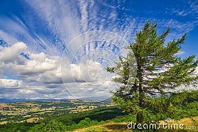 A small coniferous tree overlooking the Lyth valley and the distant lake District. Stock Photo