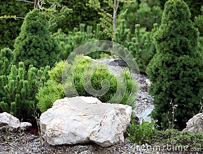 Small conifers on the rock garden Stock Photo