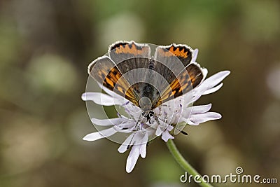 Small Copper is a european butterfly, different names are American Copper and Common Copper Stock Photo