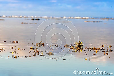Small coral and debris at waters edge Stock Photo