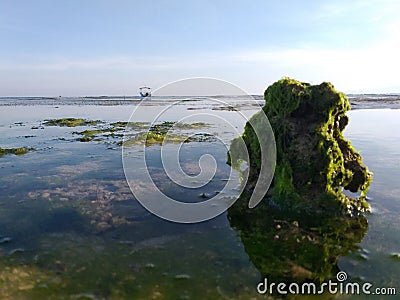 small coral and seaside plants Stock Photo