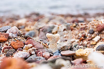 Small coral surrounded by many small pebbles on the Red Sea beach in Eilat Stock Photo