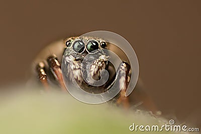 Jumping spider looking at the camera Stock Photo