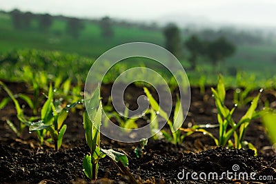 The small corn rows.Â  in Thailand Stock Photo