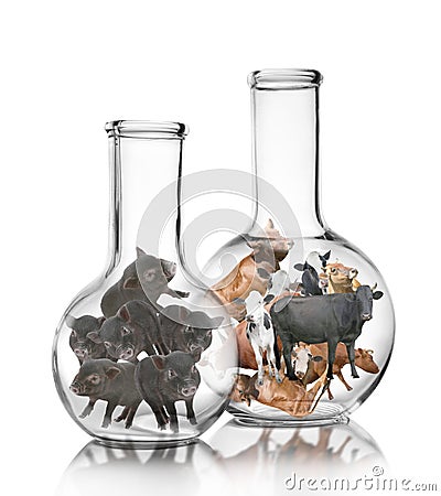 Small cows and pigs in laboratory flasks on white background. Cultured meat concept Stock Photo