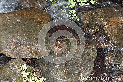 Small Crab over a Brook Rocks Stock Photo